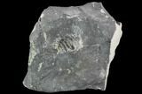 Unprepared Drotops Trilobite - About Long #106861-1